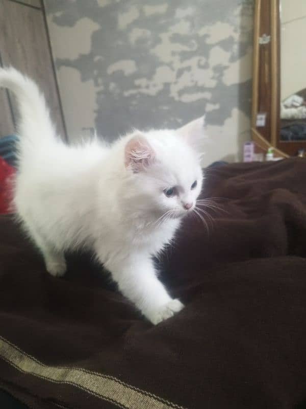 persian kitten triple coated 0