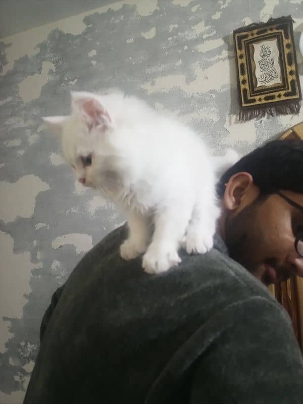 persian kitten triple coated 1