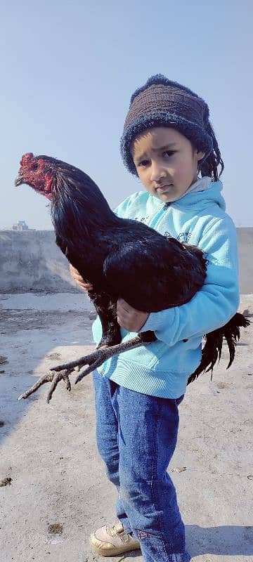 aseel burmi hen, murga, murgi 3