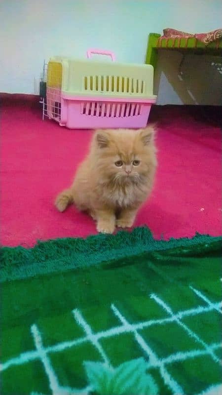 Persian cat triple coated full vaccination 2