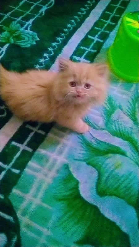 Persian cat triple coated full vaccination 3