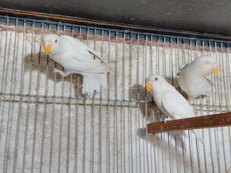 Albino red eye pair Home breed hai 0