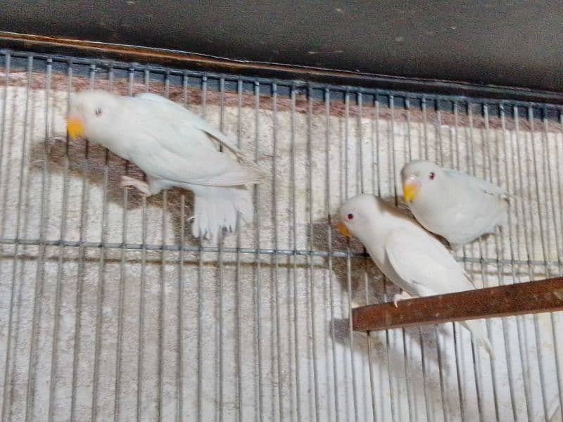 Albino red eye pair Home breed hai 1