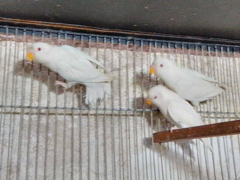 Albino red eye pair Home breed hai 2