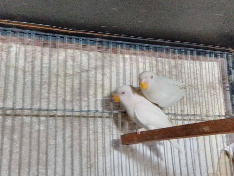 Albino red eye pair Home breed hai 4