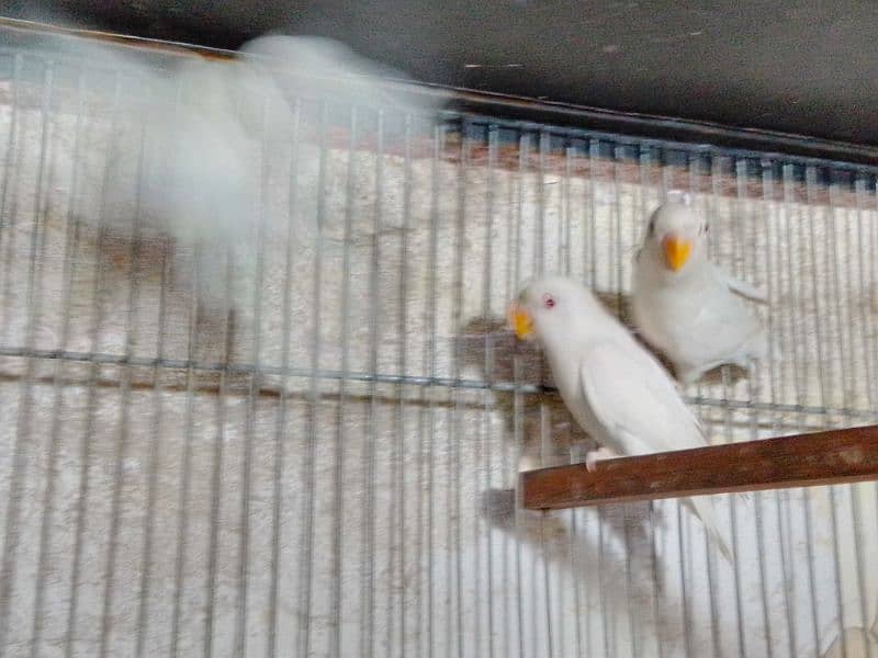 Albino red eye pair Home breed hai 5