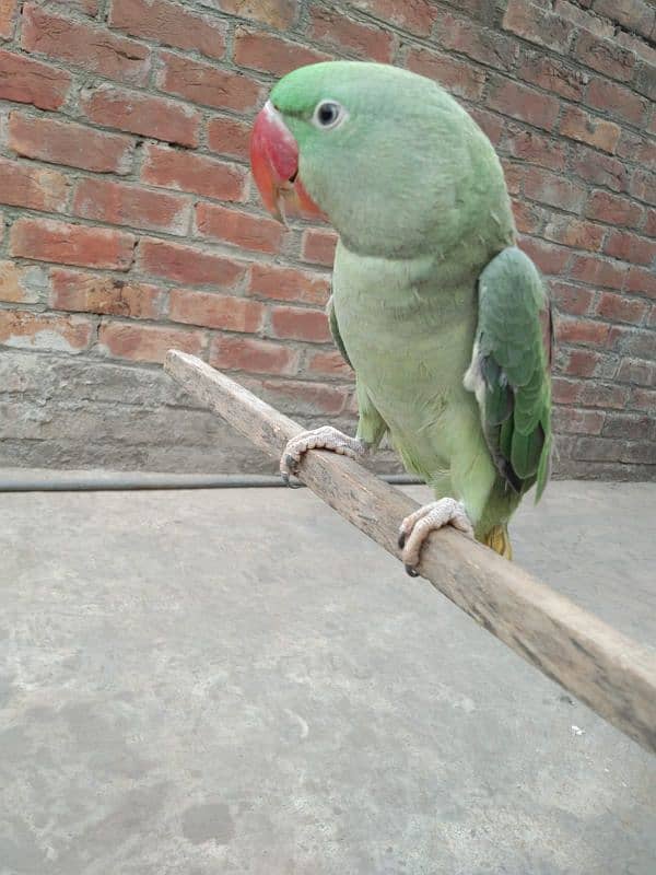 talking parrot 03224595238 1