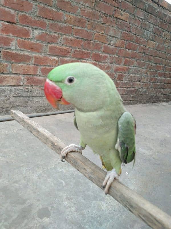 talking parrot 03224595238 2