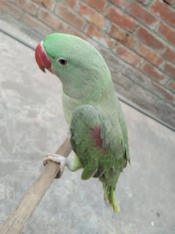 talking parrot 03224595238 3