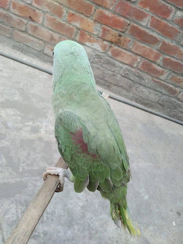 talking parrot 03224595238 4