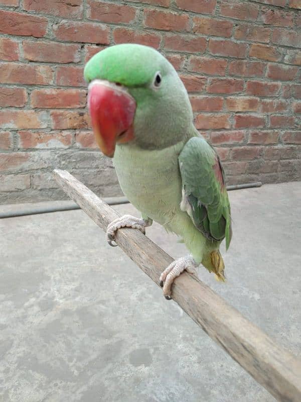 talking parrot 03224595238 5