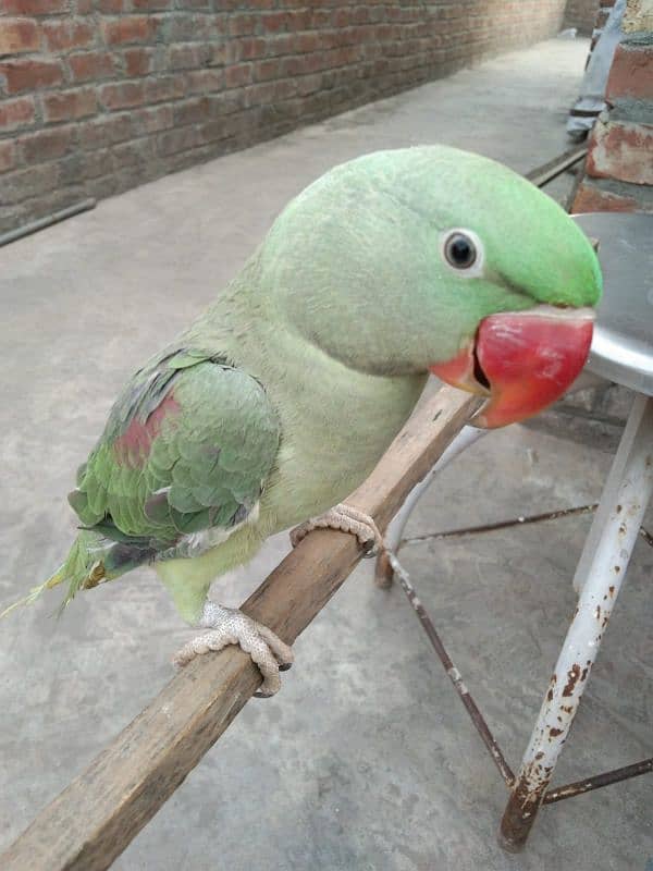 talking parrot 03224595238 6