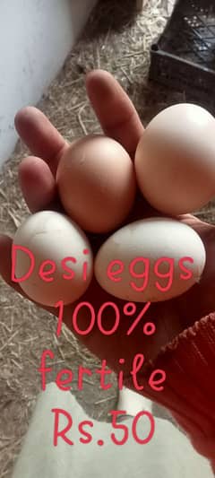 beautiful jawa age 1year Rs. 7000 . Desi eggs  and duck eggs fertile