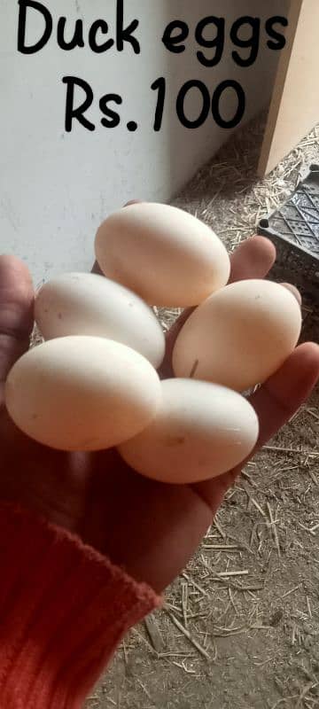 beautiful jawa age 1year Rs. 7000 . Desi eggs  and duck eggs fertile 1