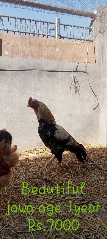 beautiful jawa age 1year Rs. 7000 . Desi eggs  and duck eggs fertile 2