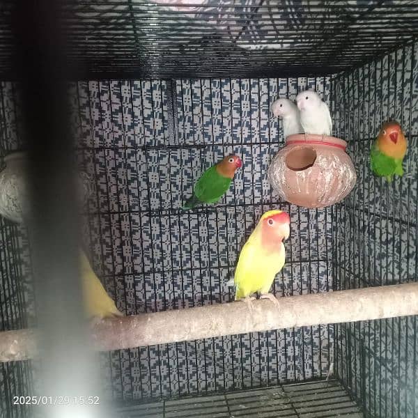 Love Birds With Cage 6