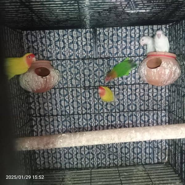 Love Birds With Cage 7