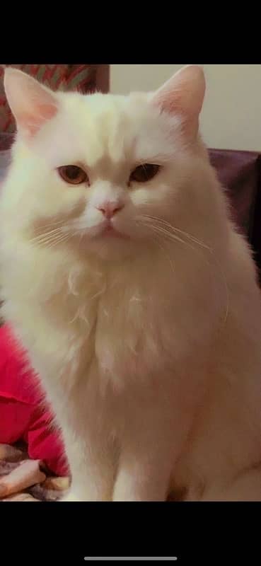 persian cat for sale 2