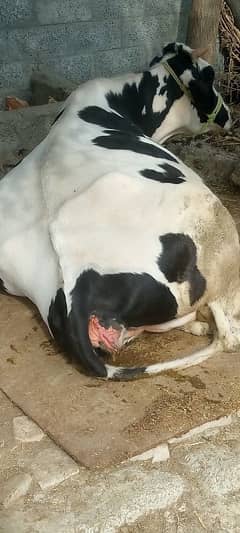 Cow for sale price 410000