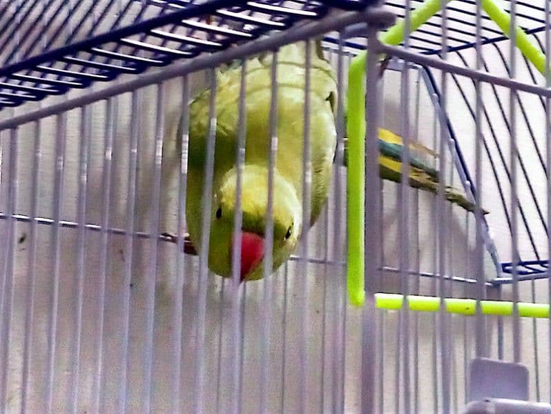 RING NECK PARROT with Cage 0