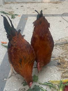 starter hen pair , egg lying , Desi murgi