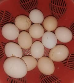 Desi fertile eggs home Desi eggs