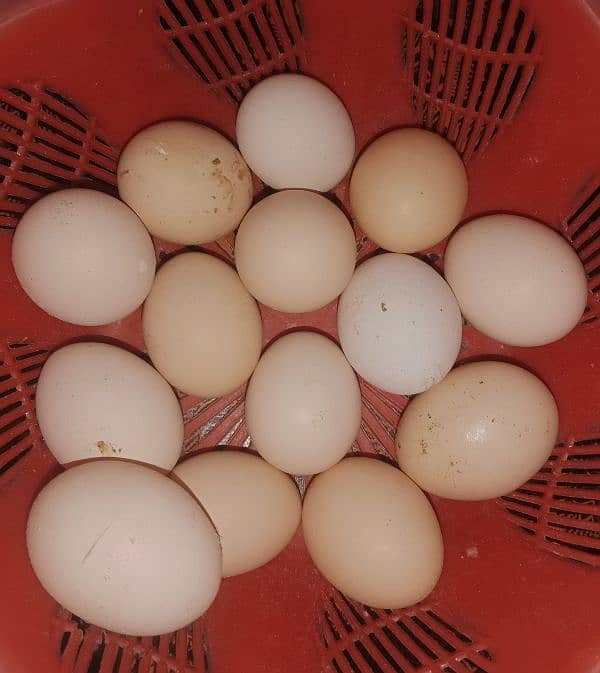 Desi fertile eggs home Desi eggs 0