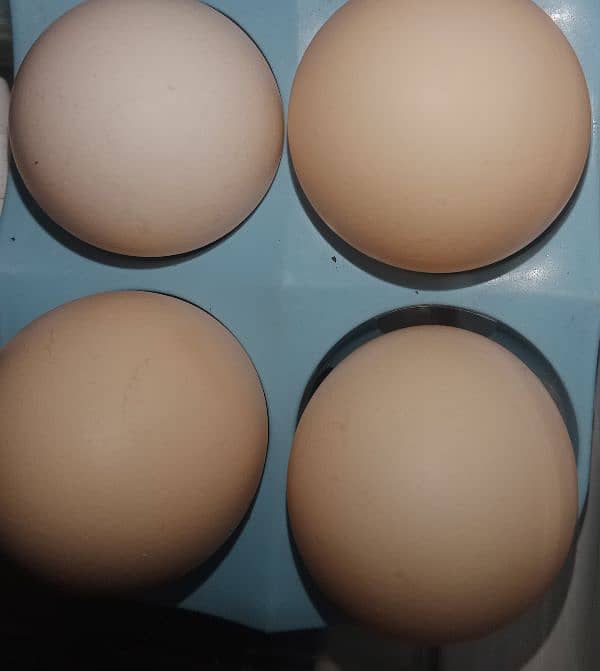 Desi fertile eggs home Desi eggs 1