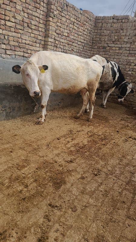 Australian cow  for sale 2