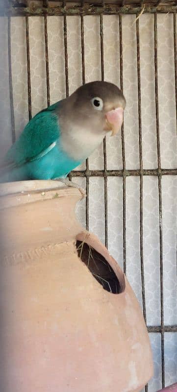 aqua b2 opaline/ blue opaline Fresh | lovebird 2