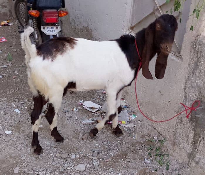 Kamori Beautiful print Bakra for sell 0