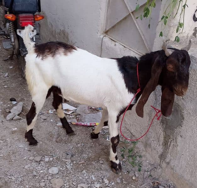 Kamori Beautiful print Bakra for sell 1