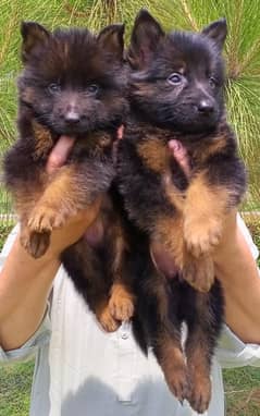 top quality German shepherd long coat puppies