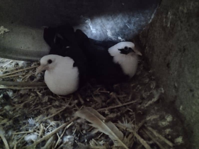 Karbalai healthy chicks available interested persons may contact. 3