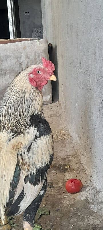 Breeder Murgha for sale 0