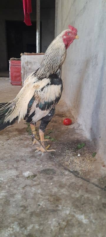 Breeder Murgha for sale 2