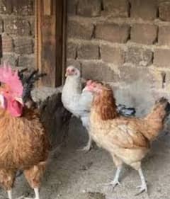 2 Murghyan 1 Murgha for sale