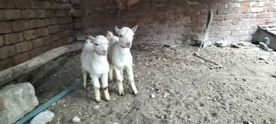 pure white teddy with 2 kids pure pink