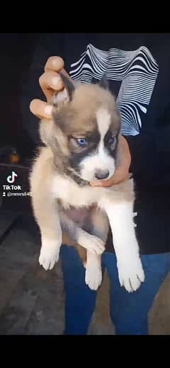 husky puppy