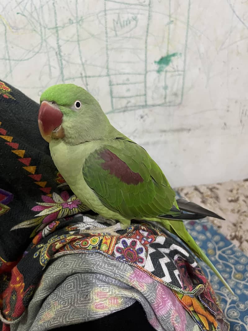 Raw parrot female 1