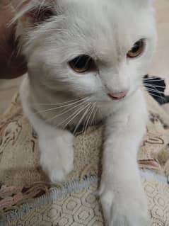 Persian Cat