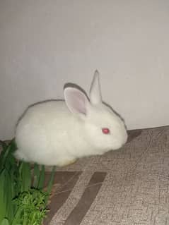 angora