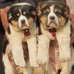 Alabai Pair | King Alabai Breed | Alabai Puppies For sale