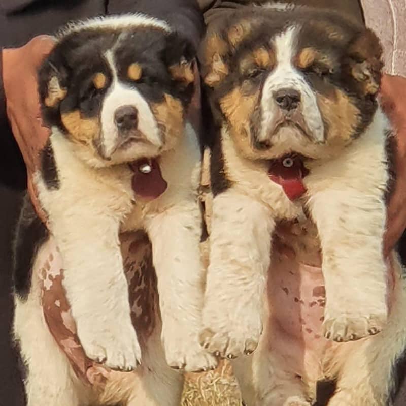 Alabai Pair | King Alabai Breed | Alabai Puppies For sale 0