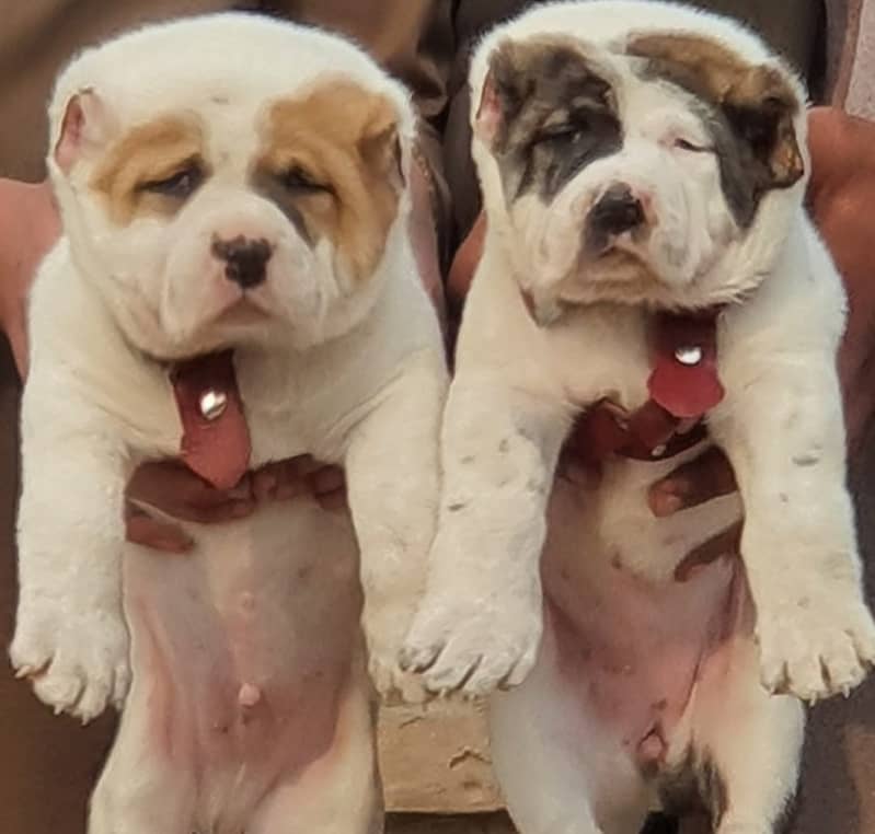 Alabai Pair | King Alabai Breed | Alabai Puppies For sale 0