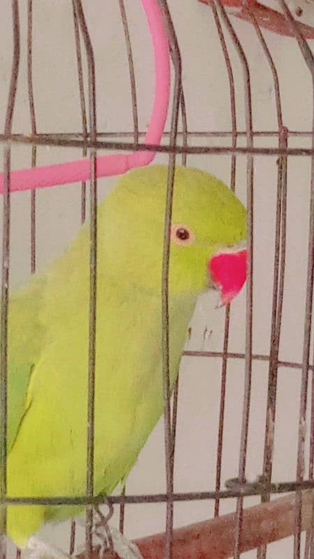 parrots for sale urgent bolta he 03142561438 0