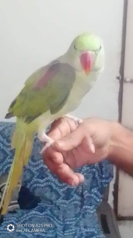 parrots for sale urgent bolta he 03142561438 2