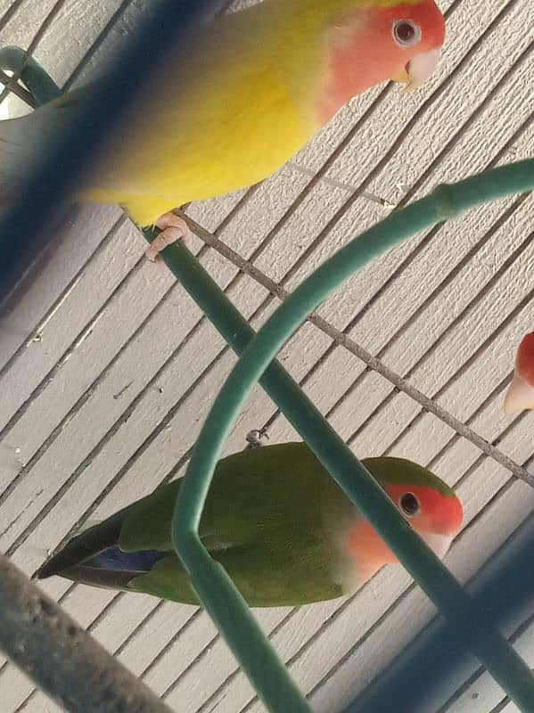 love bird 0