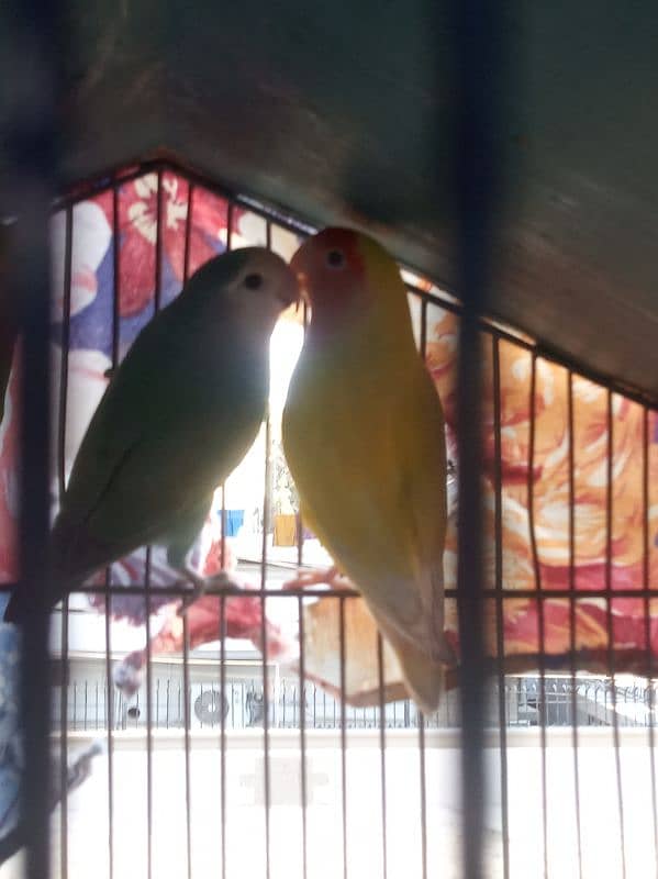 love bird 2