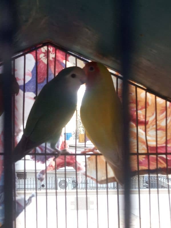 love bird 3